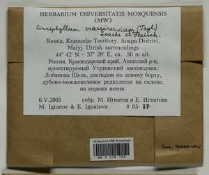 Cirriphyllum crassinervium (Taylor ex Wilson) Loeske & M. Fleisch., Bryophytes, Bryophytes - North Caucasus & Ciscaucasia (B12) (Russia)