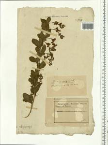 Berberis vulgaris L., Eastern Europe, Northern region (E1) (Russia)