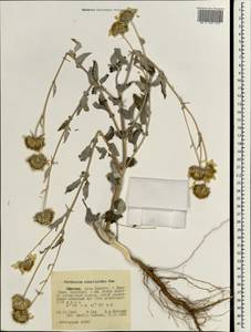 Verbesina encelioides (Cav.) Benth. & Hook. fil. ex A. Gray, Africa (AFR) (Ethiopia)
