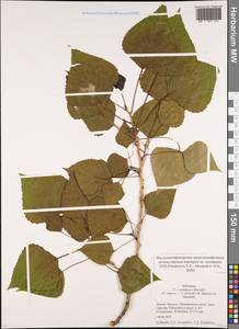 Populus ×canadensis Moench, Eastern Europe, Moscow region (E4a) (Russia)