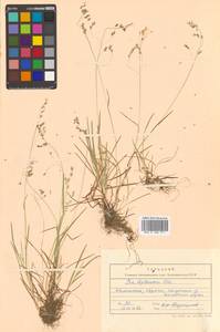 Poa leptocoma Trin., Siberia, Chukotka & Kamchatka (S7) (Russia)
