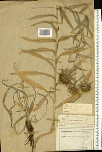 Carlina vulgaris L., Eastern Europe, Central forest-and-steppe region (E6) (Russia)
