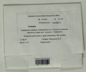 Grimmia mollis Bruch & Schimp., Bryophytes, Bryophytes - Krasnoyarsk Krai, Tyva & Khakassia (B17) (Russia)