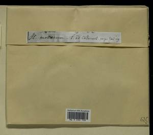 Ctenidium molluscum (Hedw.) Mitt., Bryophytes, Bryophytes - Western Europe (BEu) (Austria)