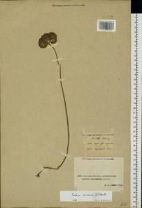 Hylotelephium maximum (L.) Holub, Middle Asia, Caspian Ustyurt & Northern Aralia (M8) (Kazakhstan)