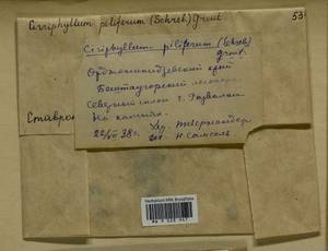 Cirriphyllum piliferum (Hedw.) Grout, Bryophytes, Bryophytes - North Caucasus & Ciscaucasia (B12) (Russia)