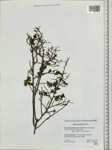 Spiraea media F. Schmidt, Siberia, Baikal & Transbaikal region (S4) (Russia)