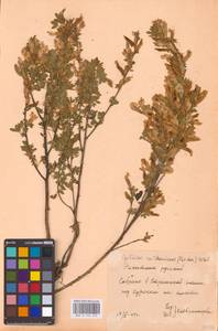 Chamaecytisus ruthenicus (Fisch. ex Woł.) Klásk., Eastern Europe, Central forest-and-steppe region (E6) (Russia)
