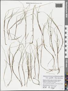 Carex parallela subsp. redowskiana (C.A.Mey.) T.V.Egorova, Siberia, Baikal & Transbaikal region (S4) (Russia)