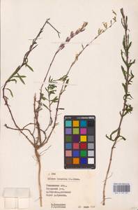 Silene tatarica (L.) Pers., Eastern Europe, Belarus (E3a) (Belarus)