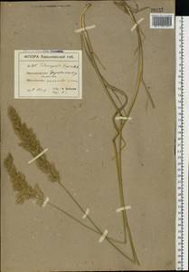 Calamagrostis epigejos (L.) Roth, Eastern Europe, North Ukrainian region (E11) (Ukraine)