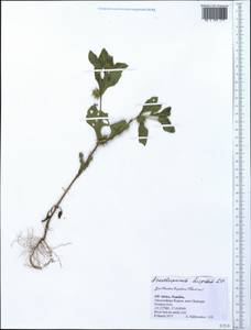 Acanthospermum hispidum DC., Africa (AFR) (Namibia)