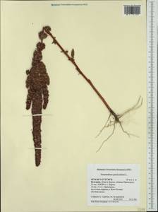 Amaranthus cruentus L., Western Europe (EUR) (Bulgaria)
