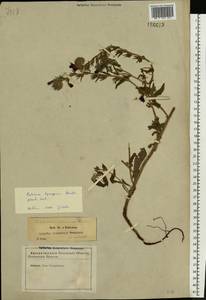 Echium plantagineum L., Eastern Europe, North-Western region (E2) (Russia)