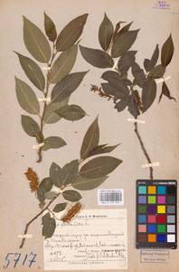 Salix pentandra L., Siberia, Western Siberia (S1) (Russia)