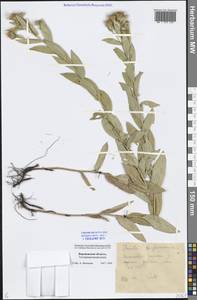 Pentanema britannicum (L.) D. Gut. Larr., Santos-Vicente, Anderb., E. Rico & M. M. Mart. Ort., Eastern Europe, Central forest-and-steppe region (E6) (Russia)