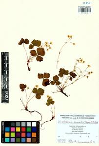 Geum ternatum subsp. ternatum, Siberia, Baikal & Transbaikal region (S4) (Russia)