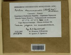 Pohlia drummondii (Müll. Hal.) A.L. Andrews, Bryophytes, Bryophytes - North Caucasus & Ciscaucasia (B12) (Russia)