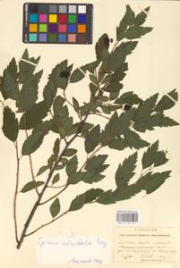 Spiraea chamaedryfolia L., Eastern Europe, West Ukrainian region (E13) (Ukraine)