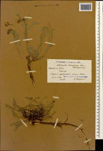 Astragalus bungeanus Boiss., Caucasus, Armenia (K5) (Armenia)