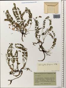 Astragalus fragrans Willd., Caucasus, Stavropol Krai, Karachay-Cherkessia & Kabardino-Balkaria (K1b) (Russia)