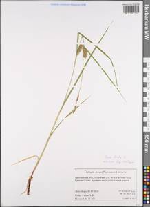 Carex hirta L., Eastern Europe, Central forest region (E5) (Russia)