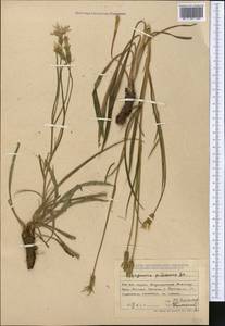 Pseudopodospermum pubescens (DC.) Zaika, Sukhor. & N. Kilian, Middle Asia, Dzungarian Alatau & Tarbagatai (M5) (Kazakhstan)