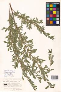 Salix purpurea L., Eastern Europe, Moscow region (E4a) (Russia)