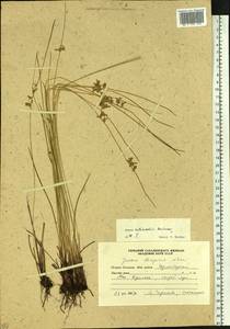 Juncus prominens (Buchenau) Miyabe & Kudô, Siberia, Russian Far East (S6) (Russia)