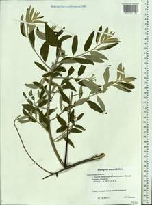 Elaeagnus angustifolia, Eastern Europe, Central region (E4) (Russia)