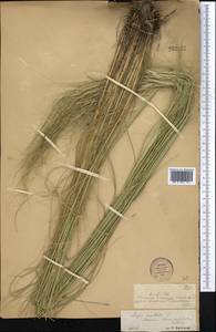 Stipa capillata L., Middle Asia, Muyunkumy, Balkhash & Betpak-Dala (M9) (Kazakhstan)