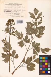 Levisticum officinale W. D. J. Koch, Eastern Europe, West Ukrainian region (E13) (Ukraine)