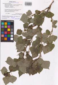 Populus nigra, Eastern Europe, Central forest-and-steppe region (E6) (Russia)
