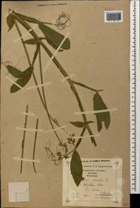 Lathyrus sylvestris L., Caucasus, Georgia (K4) (Georgia)