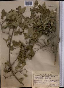Acer tataricum subsp. semenovii (Regel & Herder) A. E. Murray, Middle Asia, Western Tian Shan & Karatau (M3) (Kazakhstan)