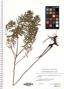 Euphorbia uralensis Fisch. ex Link, Eastern Europe, Middle Volga region (E8) (Russia)