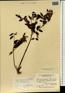 Ilex delavayi Franch., South Asia, South Asia (Asia outside ex-Soviet states and Mongolia) (ASIA) (China)