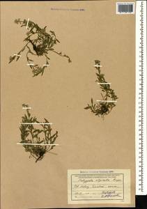 Polygala alpicola Rupr., Caucasus, Stavropol Krai, Karachay-Cherkessia & Kabardino-Balkaria (K1b) (Russia)