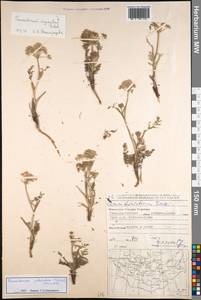 Peucedanum puberulum (Turcz.) Turcz. ex Schischk., Mongolia (MONG) (Mongolia)