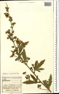 Althaea armeniaca Ten., Caucasus, Azerbaijan (K6) (Azerbaijan)