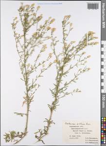 Centaurea diffusa Lam., Eastern Europe, Central forest-and-steppe region (E6) (Russia)