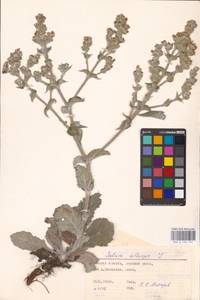 MHA 0 156 134, Salvia aethiopis L., Eastern Europe, South Ukrainian region (E12) (Ukraine)