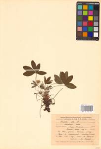 Potentilla alba L., Eastern Europe, Central forest-and-steppe region (E6) (Russia)
