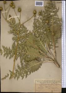 Arctium karatavicum (Regel & Schmalh.) Kuntze, Middle Asia, Western Tian Shan & Karatau (M3) (Kazakhstan)