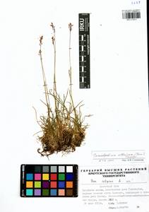 Paracolpodium altaicum (Trin.) Tzvelev, Siberia, Baikal & Transbaikal region (S4) (Russia)