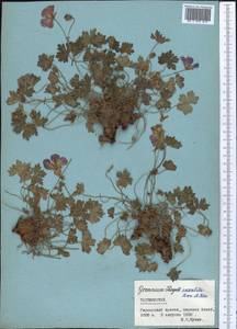 Geranium saxatile Kar. & Kir., Middle Asia, Pamir & Pamiro-Alai (M2) (Tajikistan)