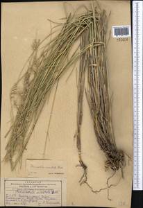 Cenchrus orientalis (Rich.) Morrone, Middle Asia, Kopet Dag, Badkhyz, Small & Great Balkhan (M1) (Turkmenistan)