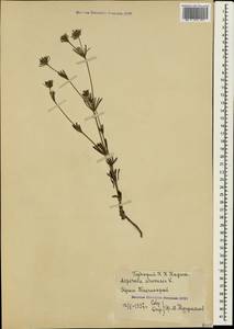 Asperula arvensis L., Crimea (KRYM) (Russia)