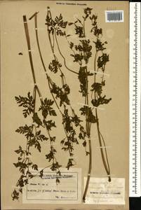 Geranium robertianum L., Caucasus, Azerbaijan (K6) (Azerbaijan)