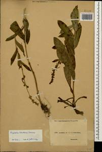 Digitalis ferruginea subsp. schischkinii (Ivanina) K. Werner, Caucasus, Abkhazia (K4a) (Abkhazia)